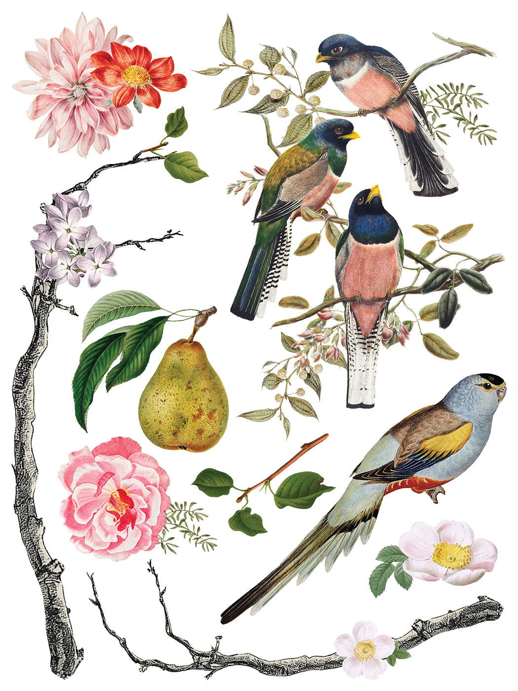 Transfert de ménagerie par Iron Orchid Designs IOD Summer 2025