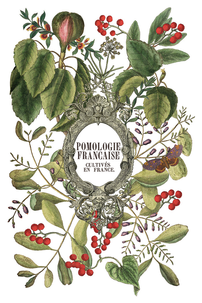 Transferência de Clementine pela Iron Orchid Designs IOD Christmas 2025 Limited Edition