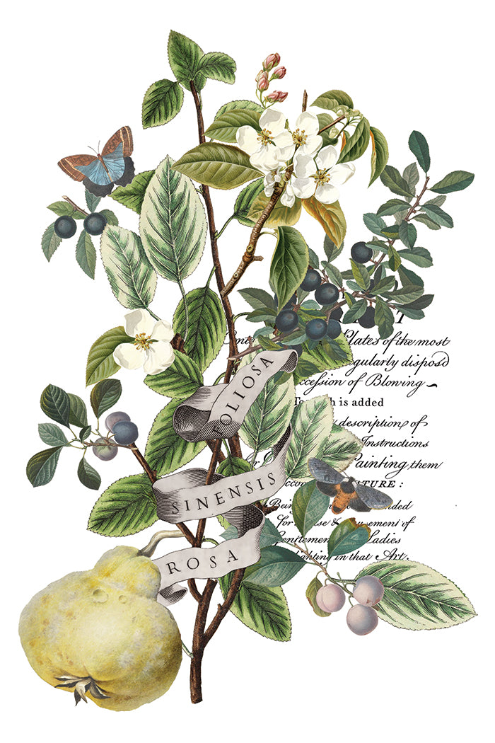 Transferência de Clementine pela Iron Orchid Designs IOD Christmas 2025 Limited Edition