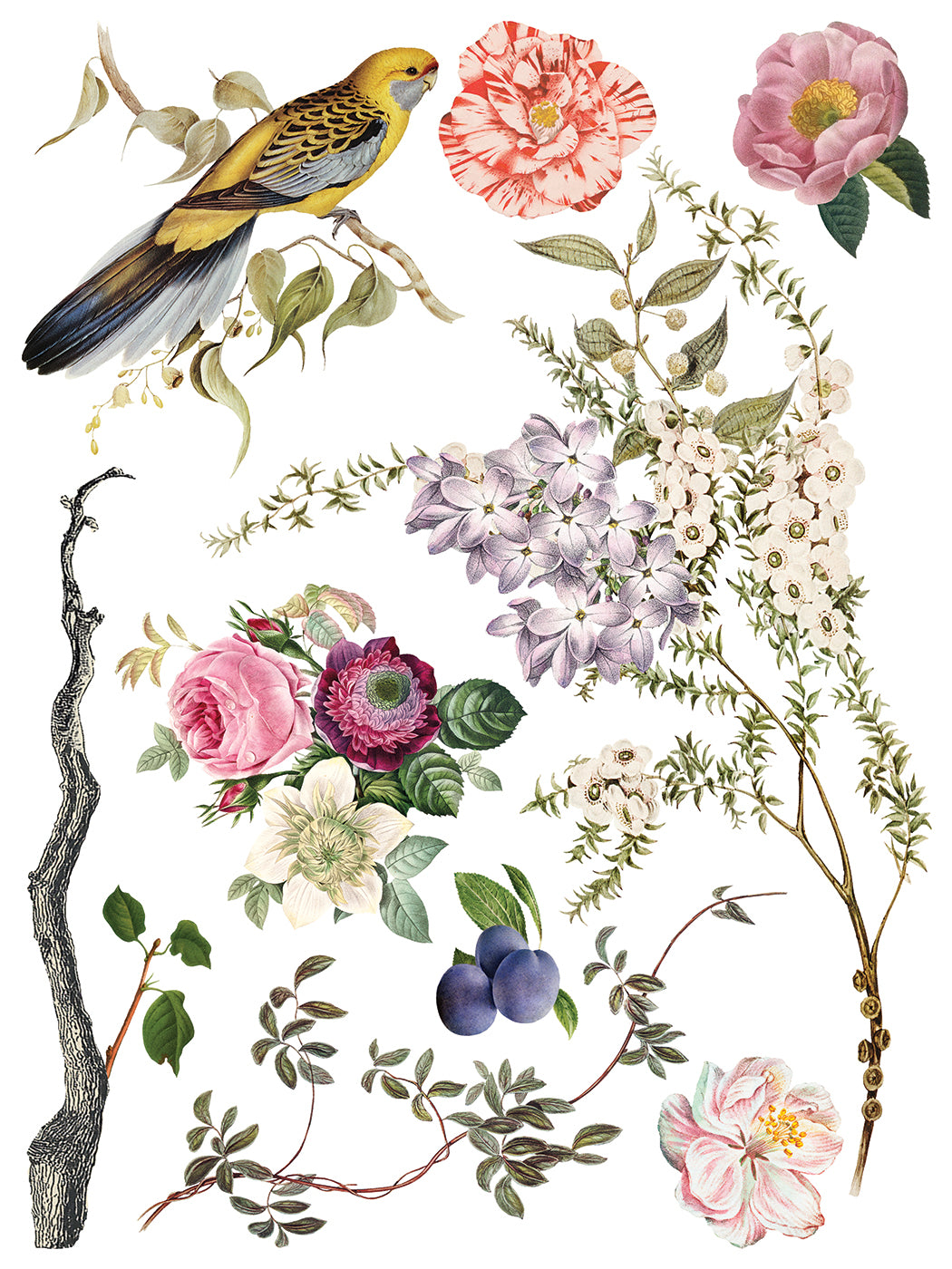 Transfert de ménagerie par Iron Orchid Designs IOD Summer 2025