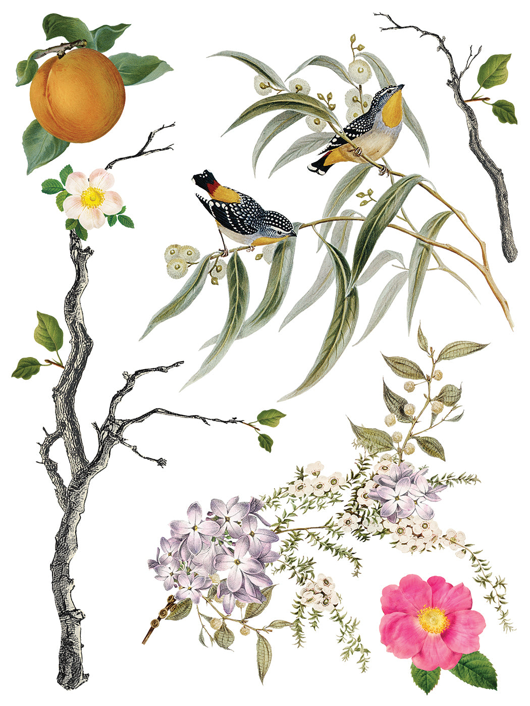 Transfert de ménagerie par Iron Orchid Designs IOD Summer 2025