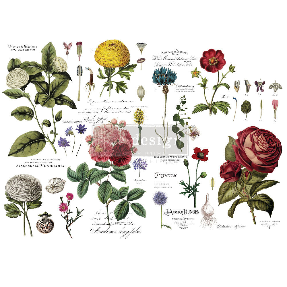 Vintage Botanische Übertragung durch Neugestaltung mit Prima