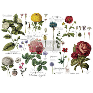 Vintage Botanische Übertragung durch Neugestaltung mit Prima