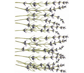 Malerblumen eine Übertragung durch Eisenorchideendesigns